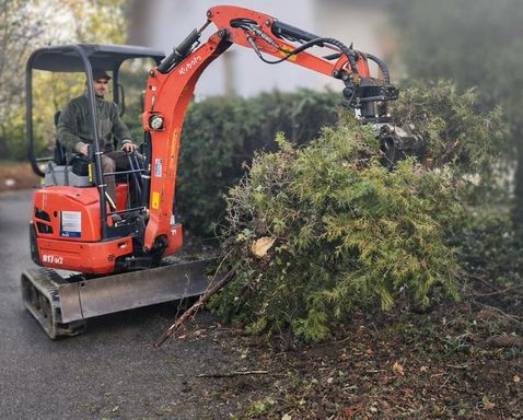 Entfernung Thujahecke in Metzingen