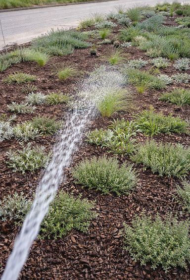 Bewässerung einer Neubepflanzung